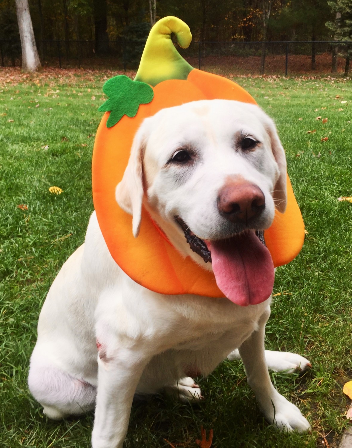 Casey as a pumpkin