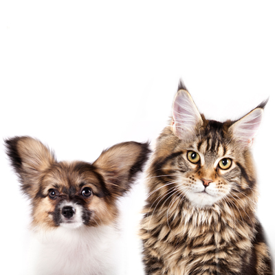 Our Services - Springs Family Veterinary Hospital in Saratoga Springs, NY Our Services - Springs Family Veterinary Hospital in Saratoga Springs, NY