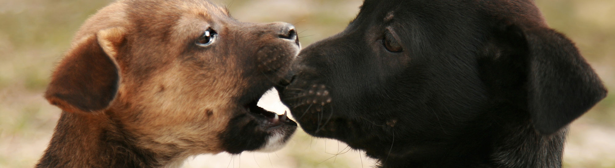 Puppies Playing