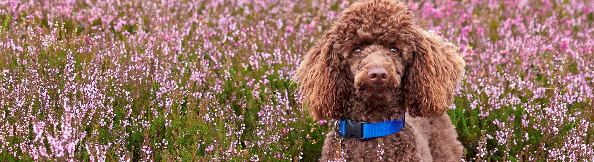 Fluffy brown dog in field of flowers