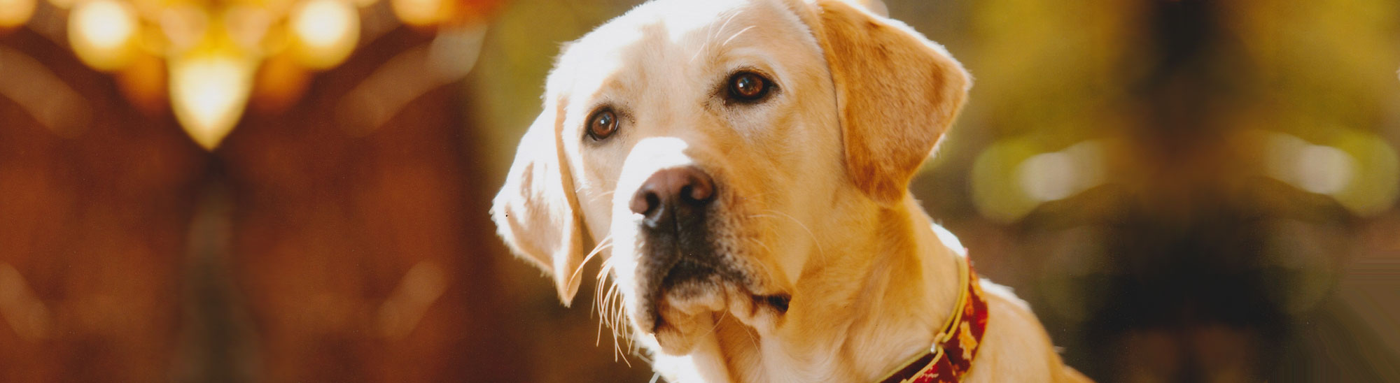 Golden Lab