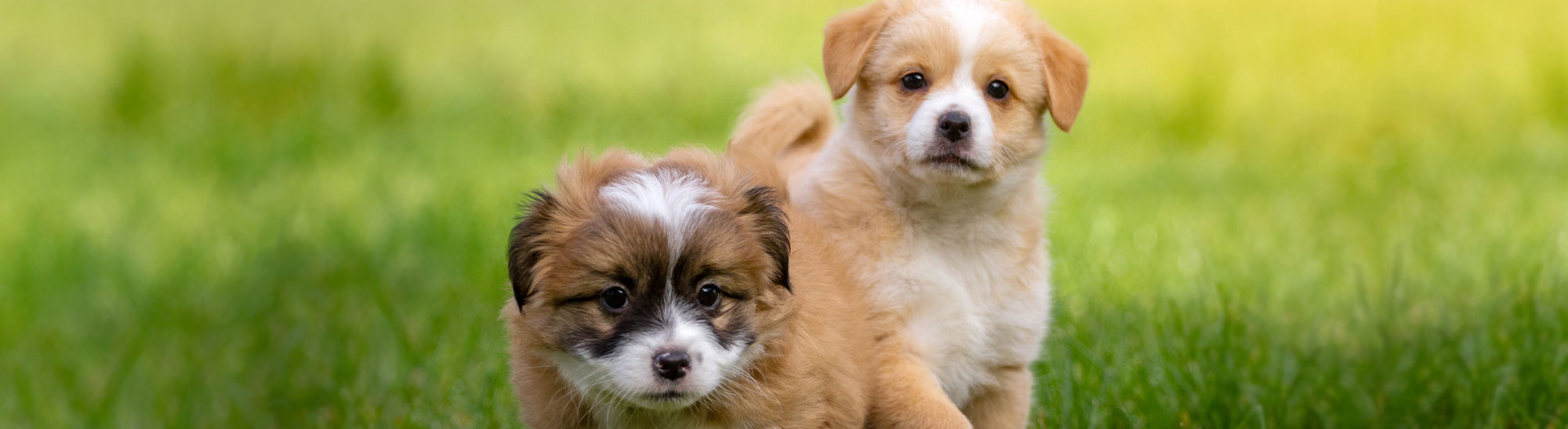 Puppy/Kitten Consultations at Springs Family Veterinary Hospital in Saratoga Springs, NY