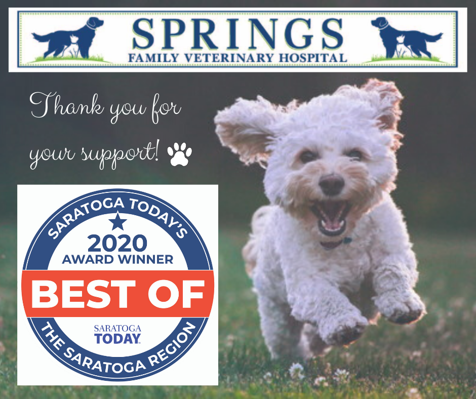 Springs Family Veterinary Hospital Saratoga Springs, NY Home