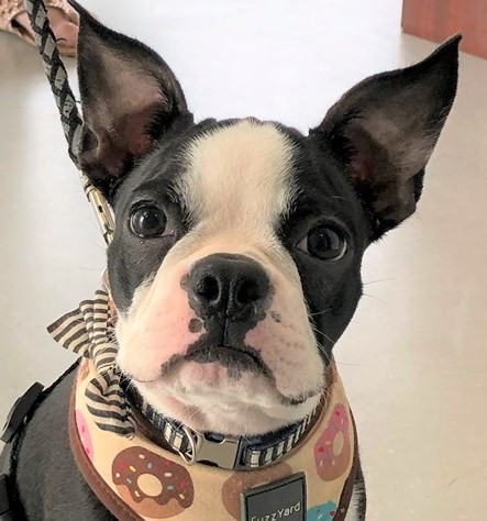Our October 2019 Pet of the Month: Bruno Macaroneas!