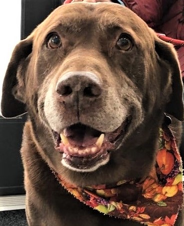 Our December 2019 Pet of the Month: Gunther!