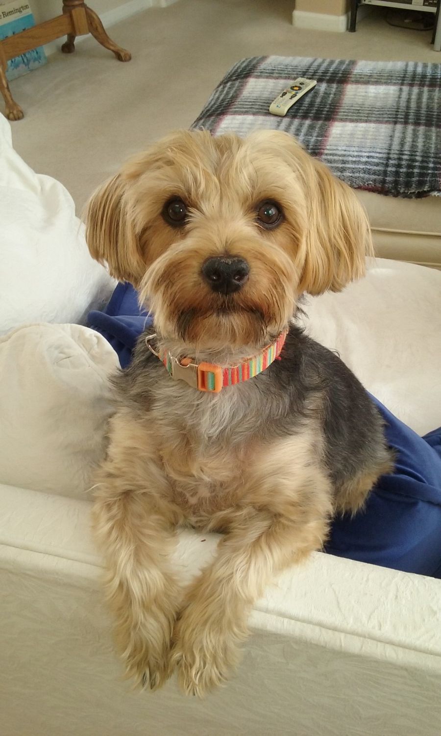 Our August 2019 Pet of the Month: Buddy! Our August 2019 Pet of the Month: Buddy!
