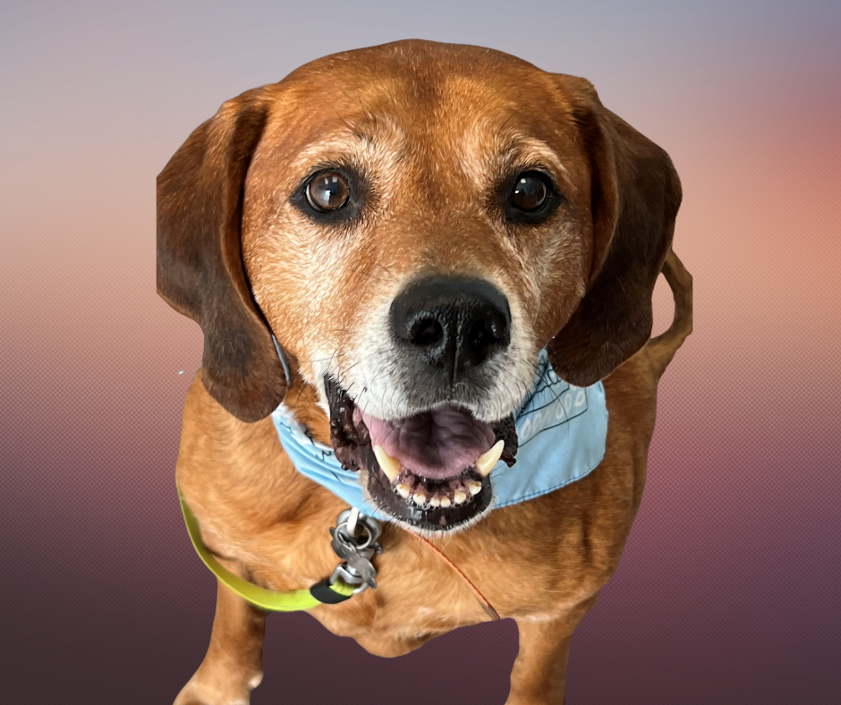 Hank - Pet of the month
