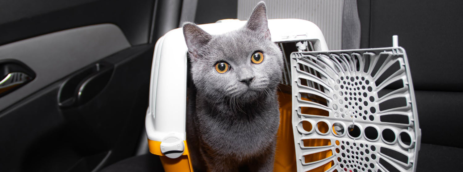 Cat in Carrier