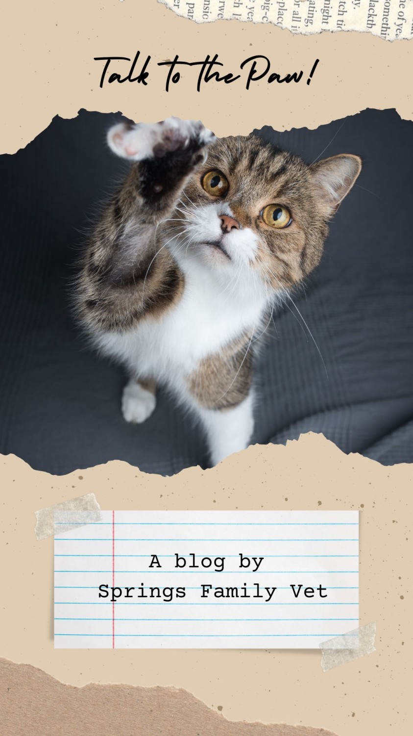 "Talk to the Paw!" Blog Poster