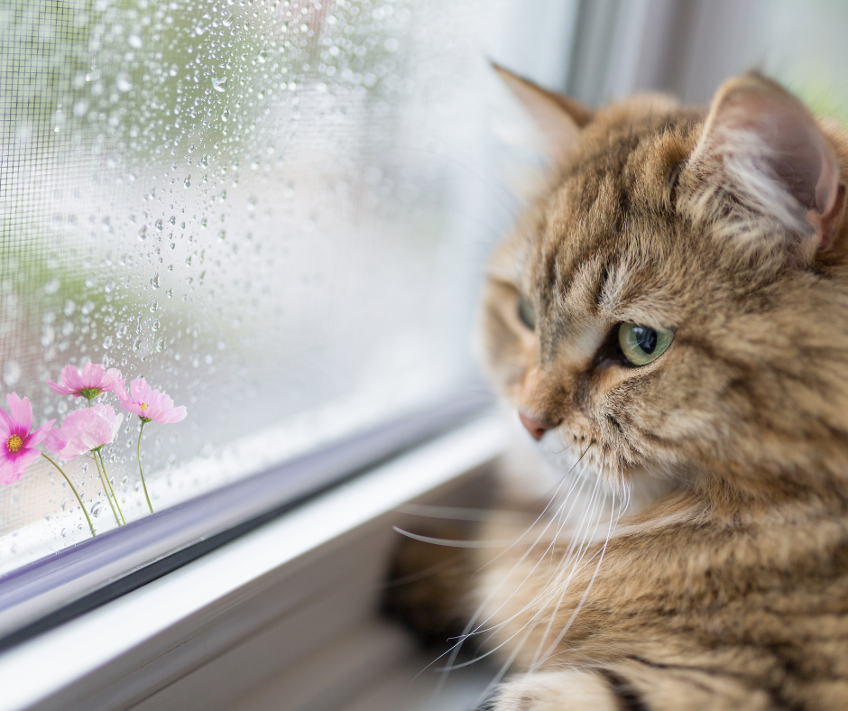 cat hw