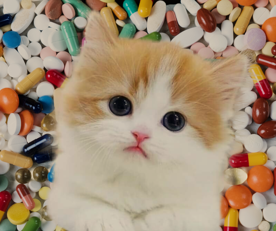 cat in front of medicine