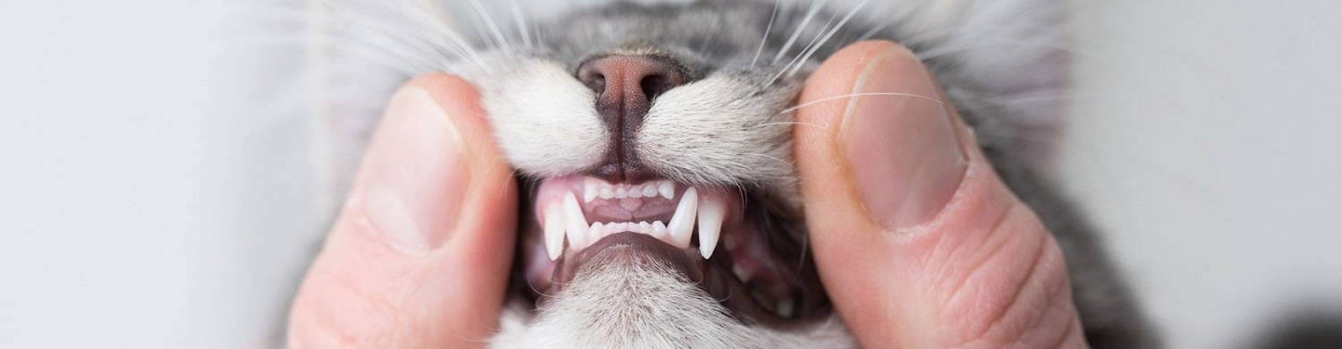 cat mouth dental pic