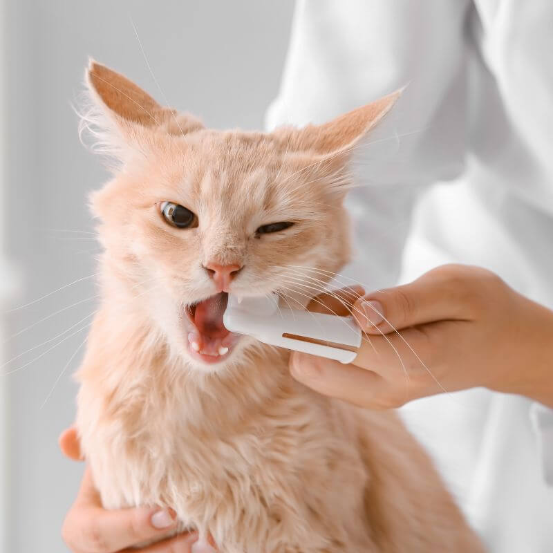 cat teeth brushing pic