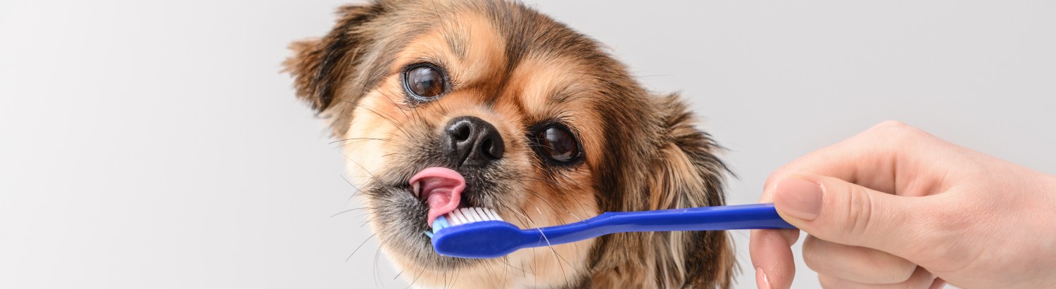 Dog Getting Its Teeth Brushed