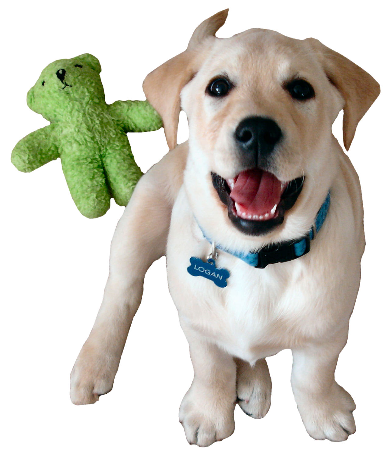 Dog with Toy