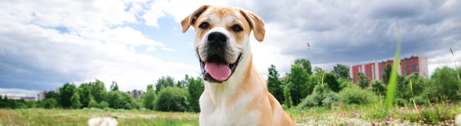 Geriatric Care at Springs Family Veterinary Hospital in Saratoga Springs, NY