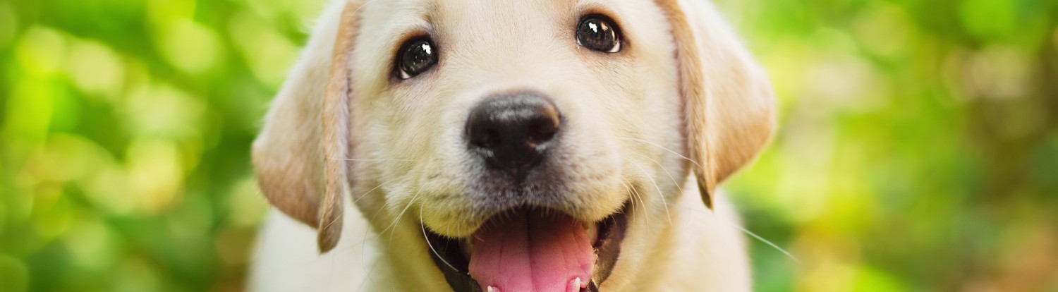 Smiling Golden Puppy