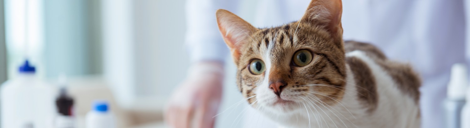 Cat In Front of Vet