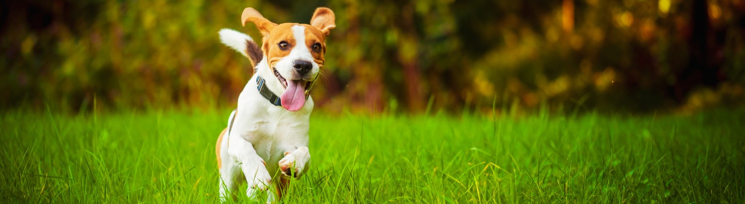 Dog Running Through Grass