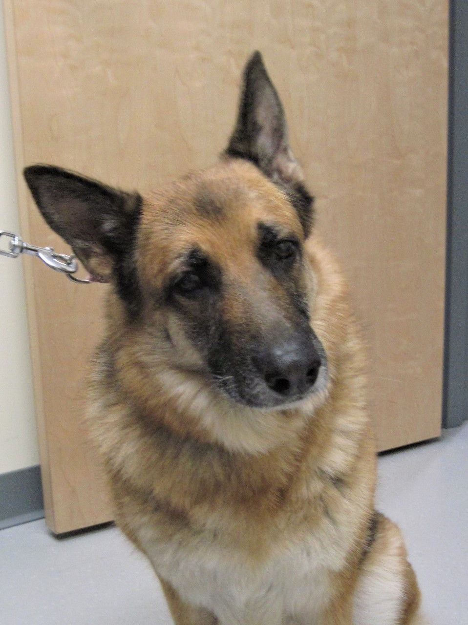 Our November 2019 Pet of the Month: Ruby Mae! Our November 2019 Pet of the Month: Ruby Mae!