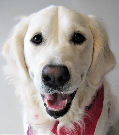 Our March 2020 Pet of the Month: Annabelle!