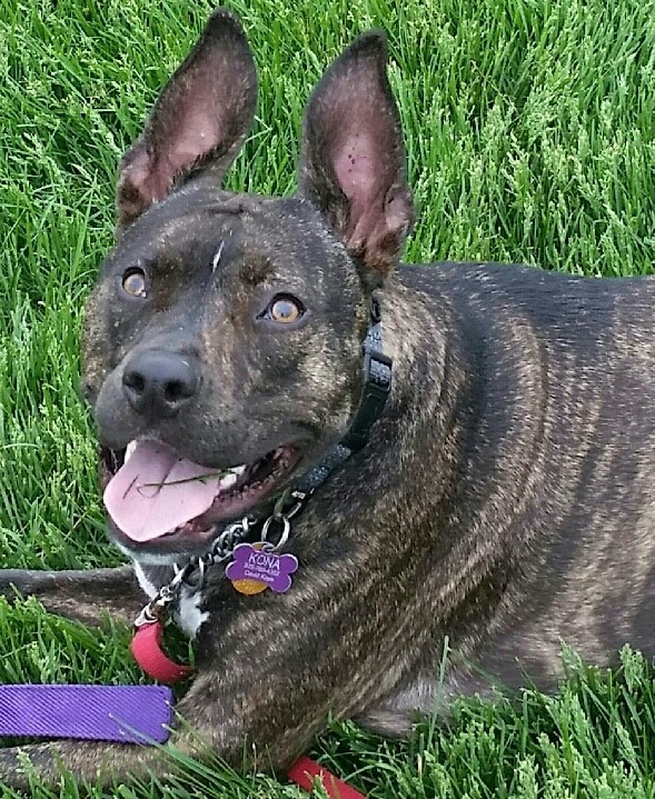 Our September 2019 Pet of the Month: Kona! Our September 2019 Pet of the Month: Kona!